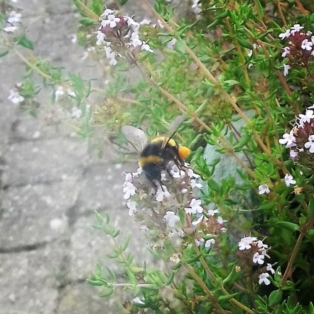 Maddy's bee in her windowbox