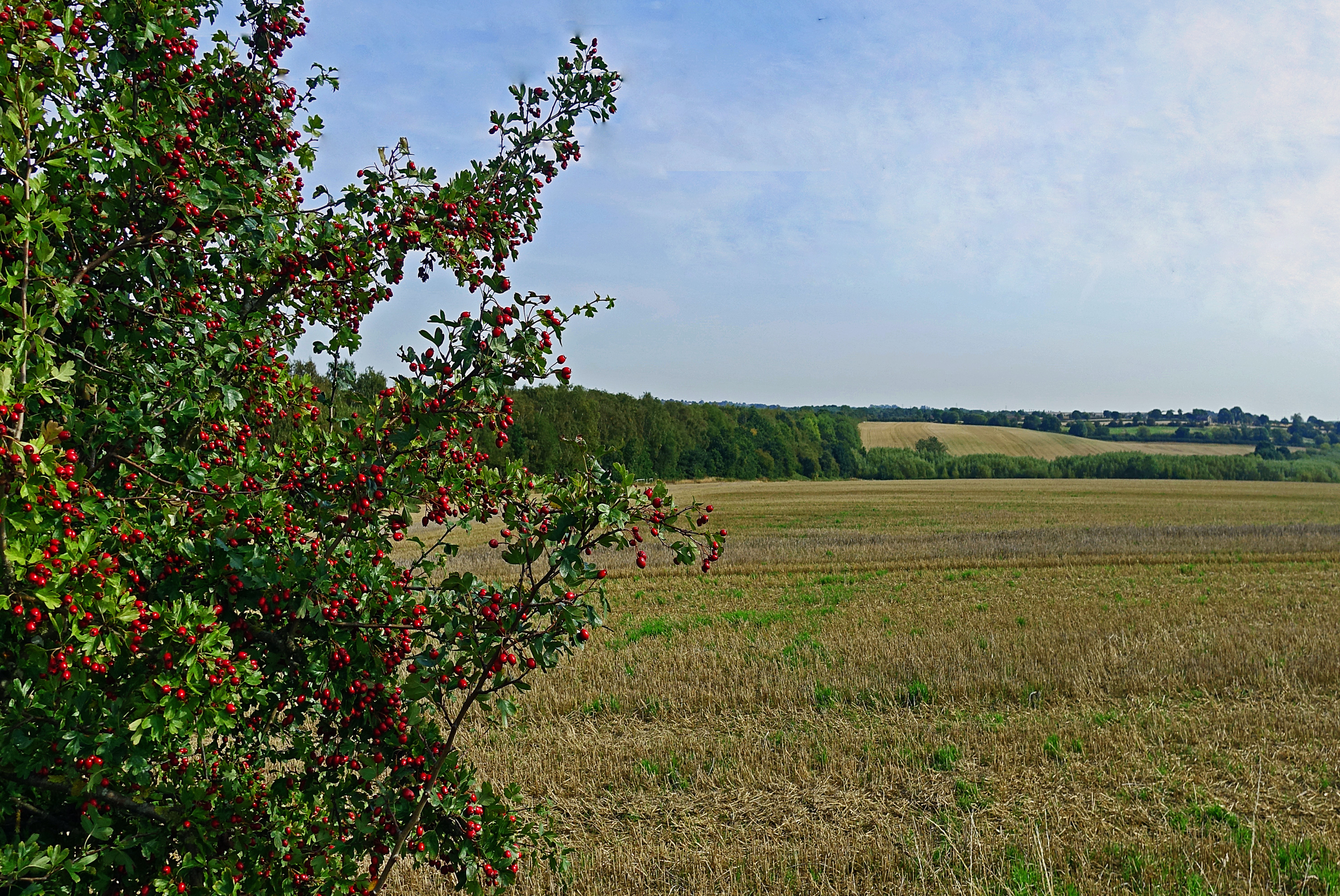 Hawthorn berries